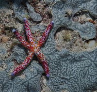 Clam Gardens Dive Site - Gold Coast Attractions