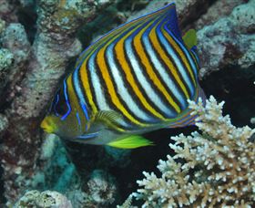 Monolith Dive Site - Gold Coast Attractions 3