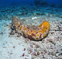 Two Towers Dive Site - Gold Coast Attractions