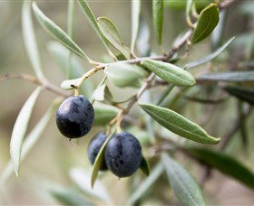 Wollundry Grove Olives - Gold Coast Attractions 2