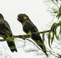 Conimbla National Park - Gold Coast Attractions