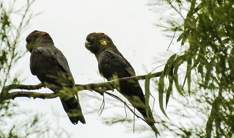 Conimbla National Park - Gold Coast Attractions 0