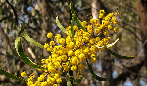 Conimbla National Park - Gold Coast Attractions 2