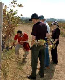 Rosnay Organic Farm And Vineyard - Gold Coast Attractions 2