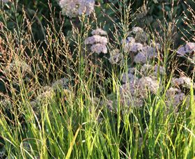 Perennialle Plants Nursery And Garden - Gold Coast Attractions 5