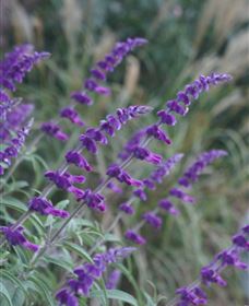 Perennialle Plants Nursery And Garden - Gold Coast Attractions 4