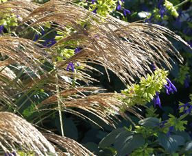 Perennialle Plants Nursery And Garden - Gold Coast Attractions 3