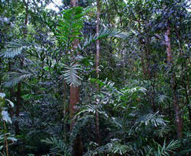 Kutini-Payamu (Iron Range) National Park (CYPAL) - Gold Coast Attractions 2