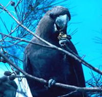 Mount Archer National Park - Gold Coast Attractions