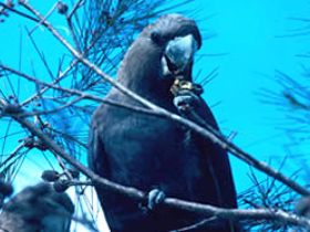 Mount Archer National Park - Gold Coast Attractions 0