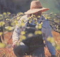 Canobolas Smith Winery - Gold Coast Attractions