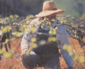 Canobolas Smith Winery - Gold Coast Attractions 0