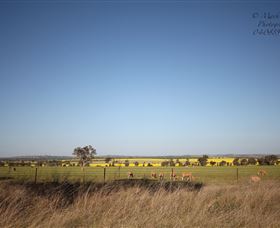 Cootamundra Bird Walk - Gold Coast Attractions 0