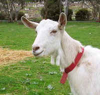 Dunkell Goats - Gold Coast Attractions
