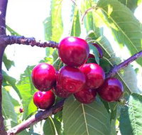 Ballinaclash Orchard and Cellar Door - Gold Coast Attractions