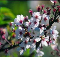 Sakura Avenue - Gold Coast Attractions