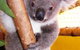 Cooberrie Park Wildlife Sanctuary - thumb 0