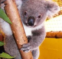 Cooberrie Park Wildlife Sanctuary - Gold Coast Attractions