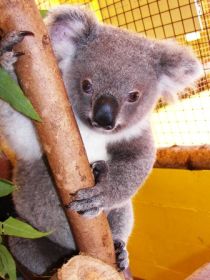Cooberrie Park Wildlife Sanctuary - Gold Coast Attractions 0