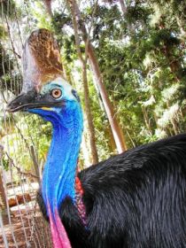 Cooberrie Park Wildlife Sanctuary - Gold Coast Attractions 1