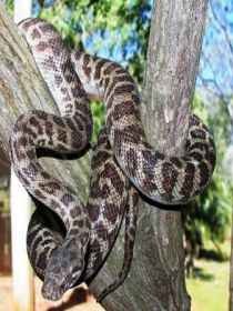 Cooberrie Park Wildlife Sanctuary - Gold Coast Attractions 3