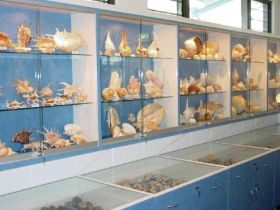 Shell World Yeppoon - Gold Coast Attractions 1