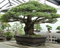 Peards Complex Albury