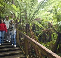 Otway Fly Treetop Adventures - Gold Coast Attractions