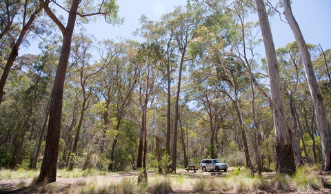 Coolah Tops National Park - Gold Coast Attractions 0