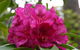 Campbell Rhododendron Gardens - thumb 0