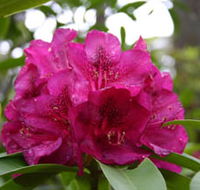 Campbell Rhododendron Gardens - Gold Coast Attractions