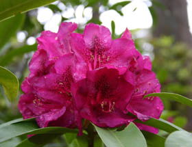 Campbell Rhododendron Gardens - Gold Coast Attractions 0