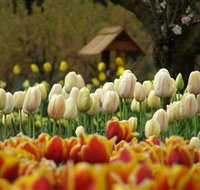 Tulip Top Gardens - Gold Coast Attractions