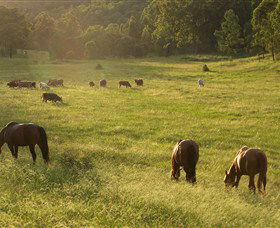 Chapman Valley Horse Riding - Gold Coast Attractions 4
