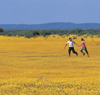 Wildflowers of the Mid West - Gold Coast Attractions