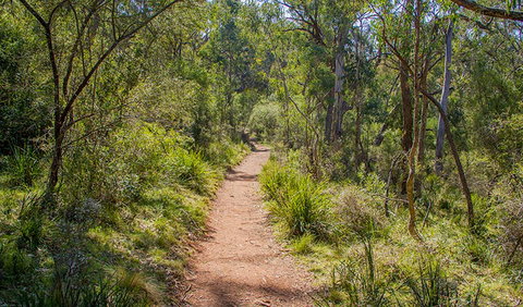 Mares Forest Creek Walking Track - Gold Coast Attractions 0