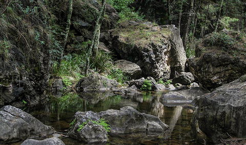 Mares Forest Creek Walking Track - Gold Coast Attractions 1