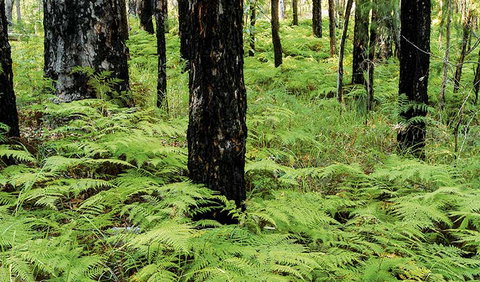 River Walk - Gold Coast Attractions 2