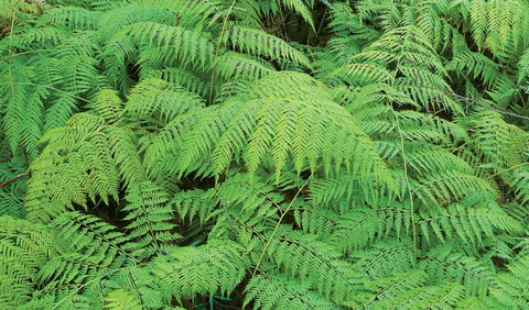 Boonoo Boonoo National Park - Gold Coast Attractions 1