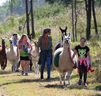 Ottaba Llamas - Gold Coast Attractions