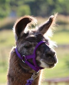 Ottaba Llamas - Gold Coast Attractions 3