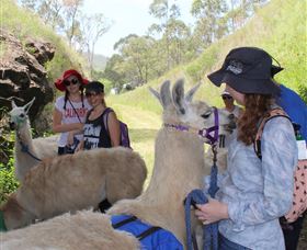 Ottaba Llamas - Gold Coast Attractions 2