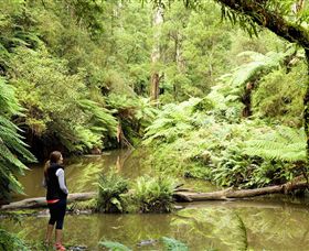 Morwell National Park - Gold Coast Attractions 0