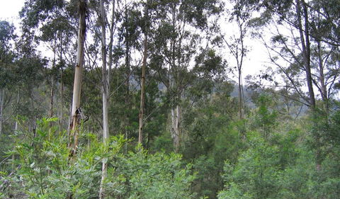 Bangadilly National Park - Gold Coast Attractions 1