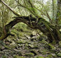 Mitchell River National Park - Gold Coast Attractions