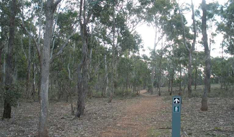  Gold Coast Attractions