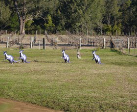 Wollombi Wines - Gold Coast Attractions 5