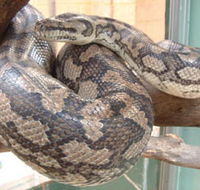 Armadale Reptile Centre - Gold Coast Attractions