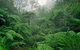 Tarra Bulga National Park - thumb 0