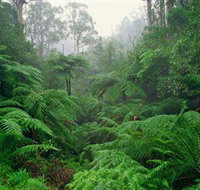 Tarra Bulga National Park - Gold Coast Attractions